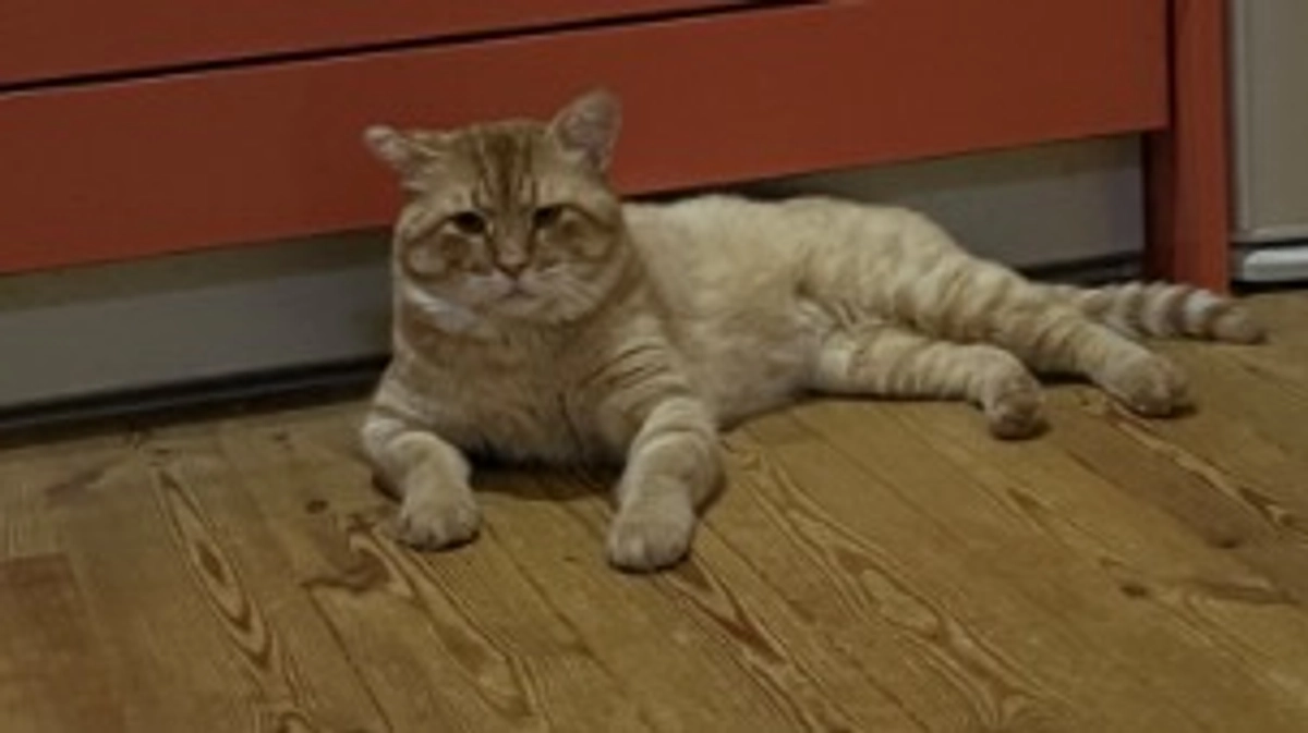 9/8(日)緑公会堂で譲渡会を開催します‼️