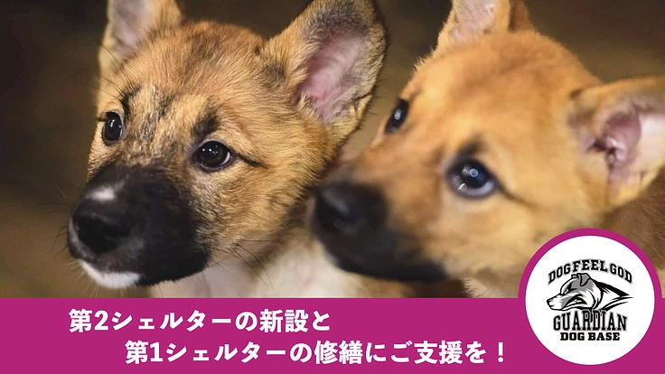 この子達は何も悪くない。保護犬の命を救い続けるための活動にご支援を