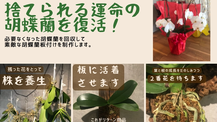 捨てられる運命にある胡蝶蘭を「板付け胡蝶蘭」として素敵に再生したい