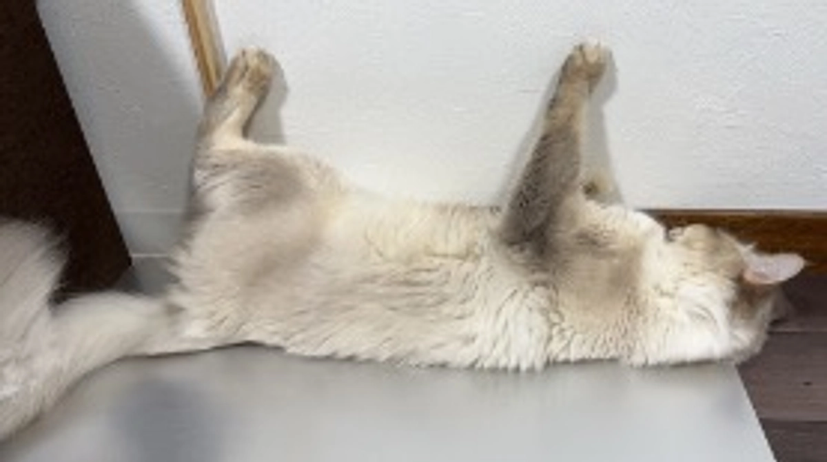 手術前検診に行ってきました