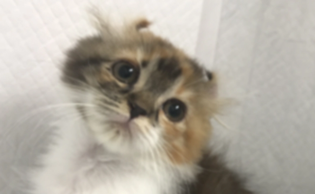 アゴの里親ネコちゃん 応援コース