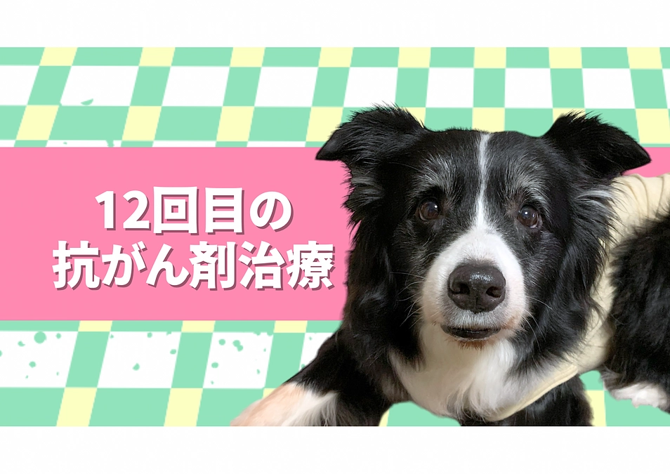 12回目の抗がん剤治療の日。