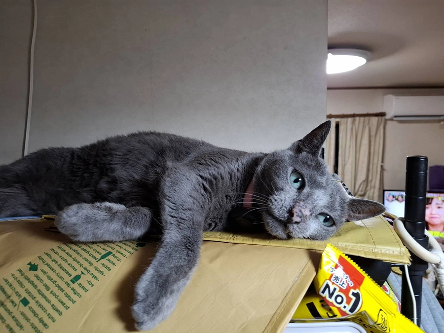 ステラ通院でした