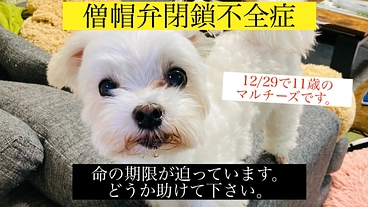 愛犬の命を繋ぐ手術費用を集めたい のトップ画像