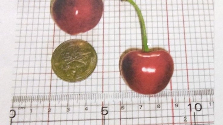 山形市やがすわの百姓、伊藤清毅の地球温暖化より「桜桃」を守る活動