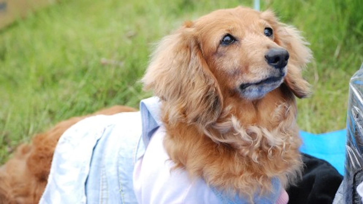 【残り6時間】デュッカがいたからこそ、DOG DUCAがあり、シニアドッグ・サポーター制度がある