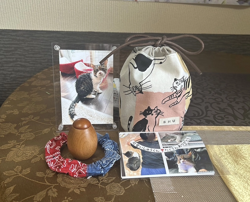 猫の森で過ごす保護猫たちを幸せにしてあげたい