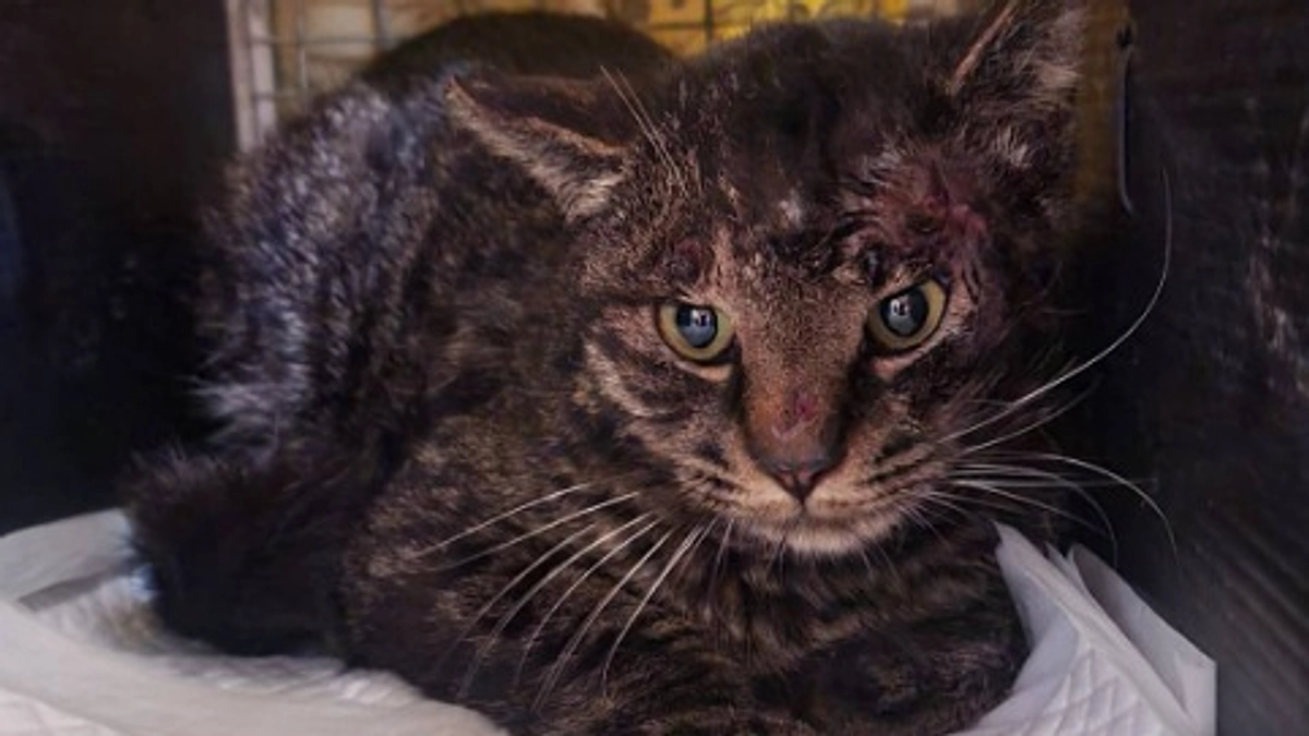 今週のTNR報告～ケガしてたんだね、もう大丈夫