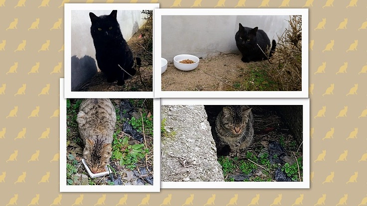 野良猫を心優しいママパパと良縁で結ぶプロジェクト