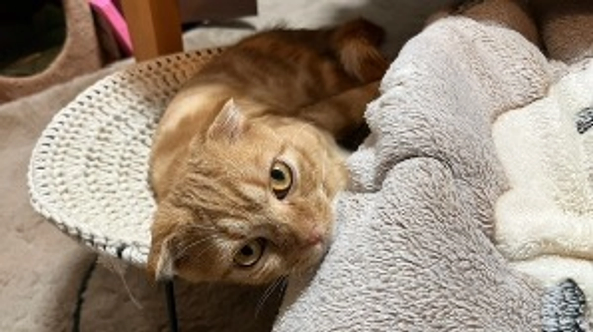 FIP経過観察1日目