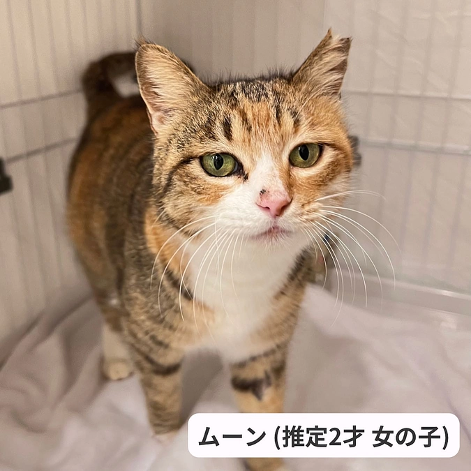 3月10日（日）保護猫譲渡会のお知らせ～能登半島地震で被災した猫ちゃんも参加！