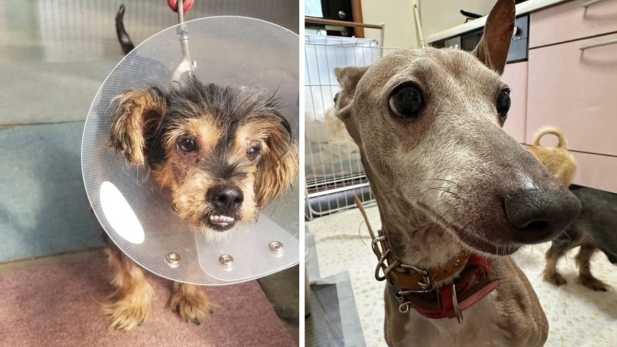 茨城センターから引き出した子達