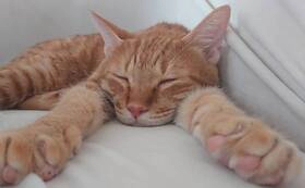 めい、がんばれ！