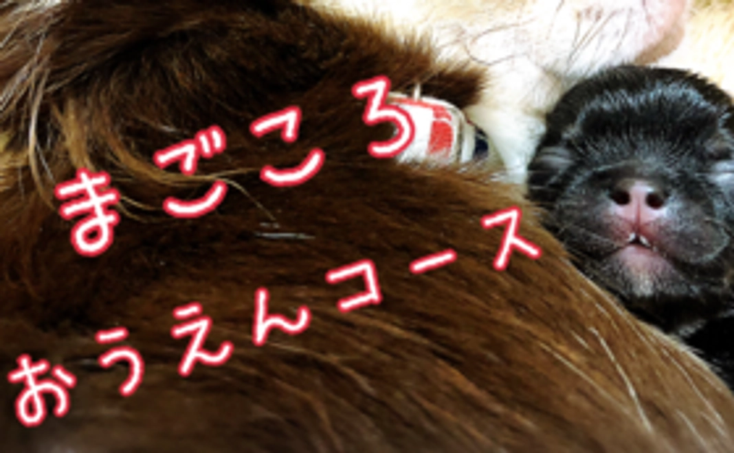 【まごころ】応援コース