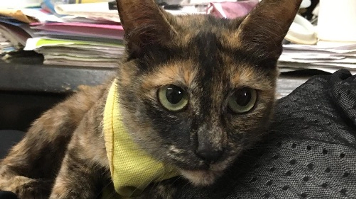 【あと残り3日！第一目標まであと16万5千円！】保護猫の避妊・去勢手術は大切です