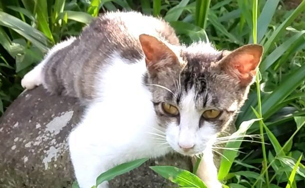 感謝のメール７