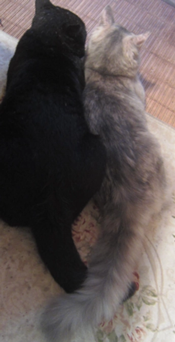 【クラウドファンディング挑戦／最終日】ご支援ご協力を賜り心から感謝を込めて