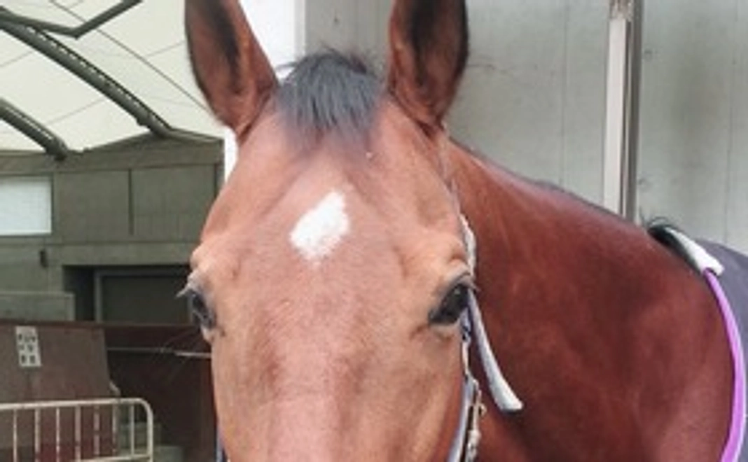 [3000円]  引退競走馬にセカンドキャリアを