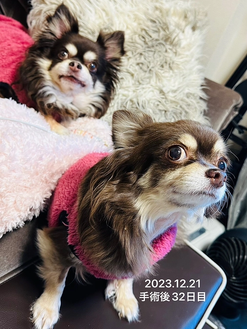 術後32日。栗ちゃん お陰様で✨回復してきております！！