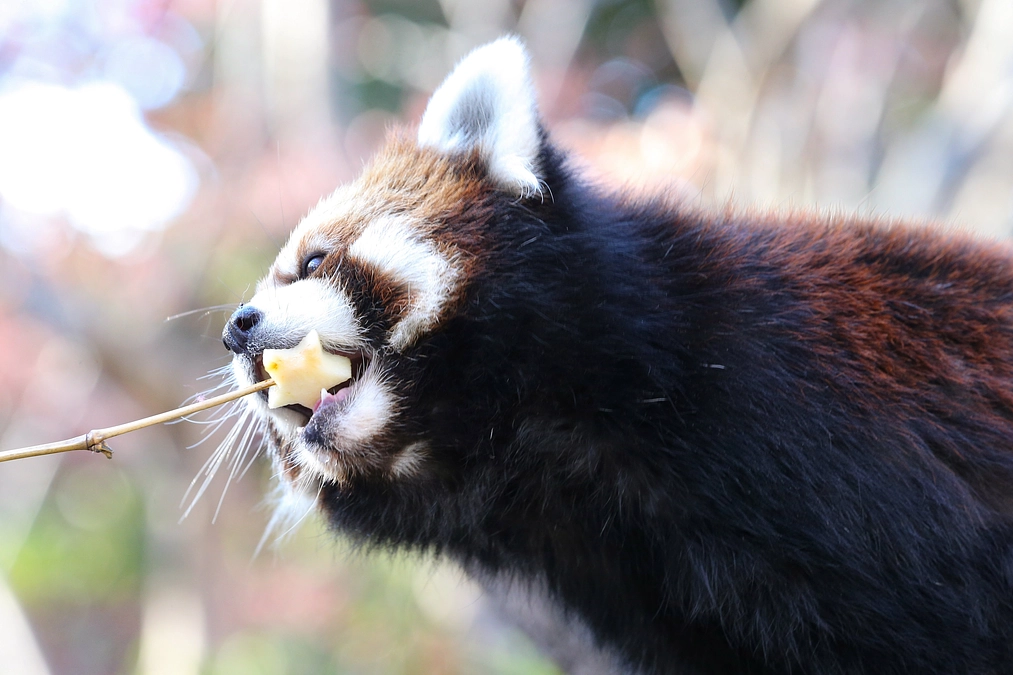 12月24日(日) 進捗報告・動物紹介〜動物たちのクリスマス〜
