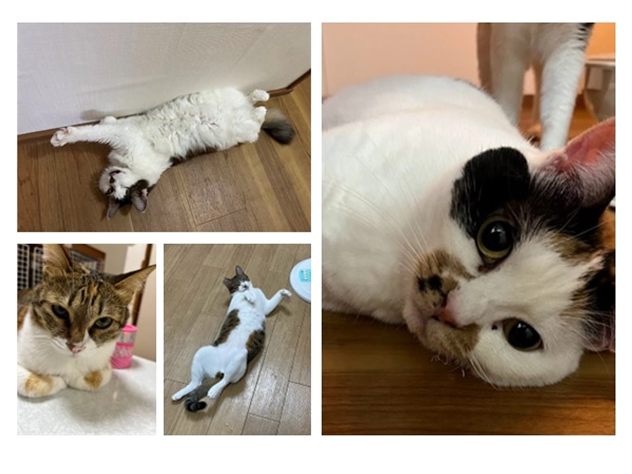 【活動報告】クラウドファンティング達成しました