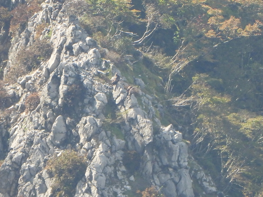 第1回伊吹山イヌワシ観察会の開催