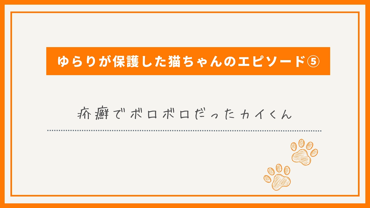 ゆらりが保護した猫ちゃんのエピソード⑤疥癬でボロボロだったカイくん