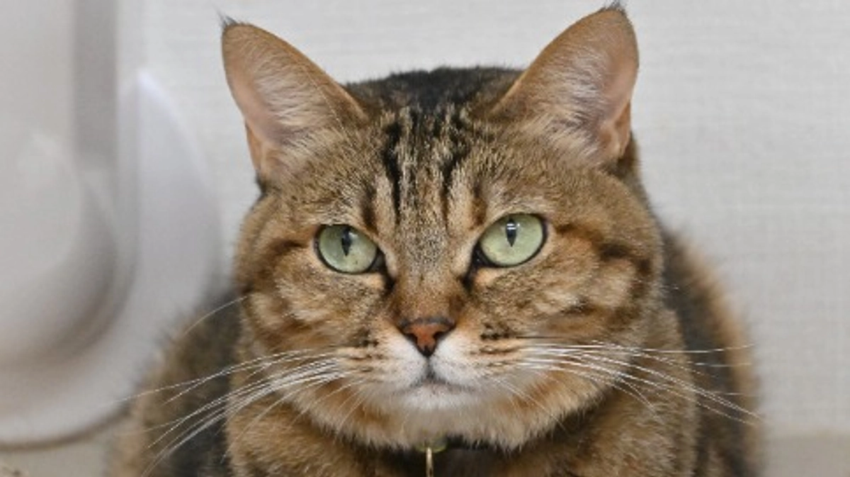 飼い主が亡くなり放り出された猫ショウ