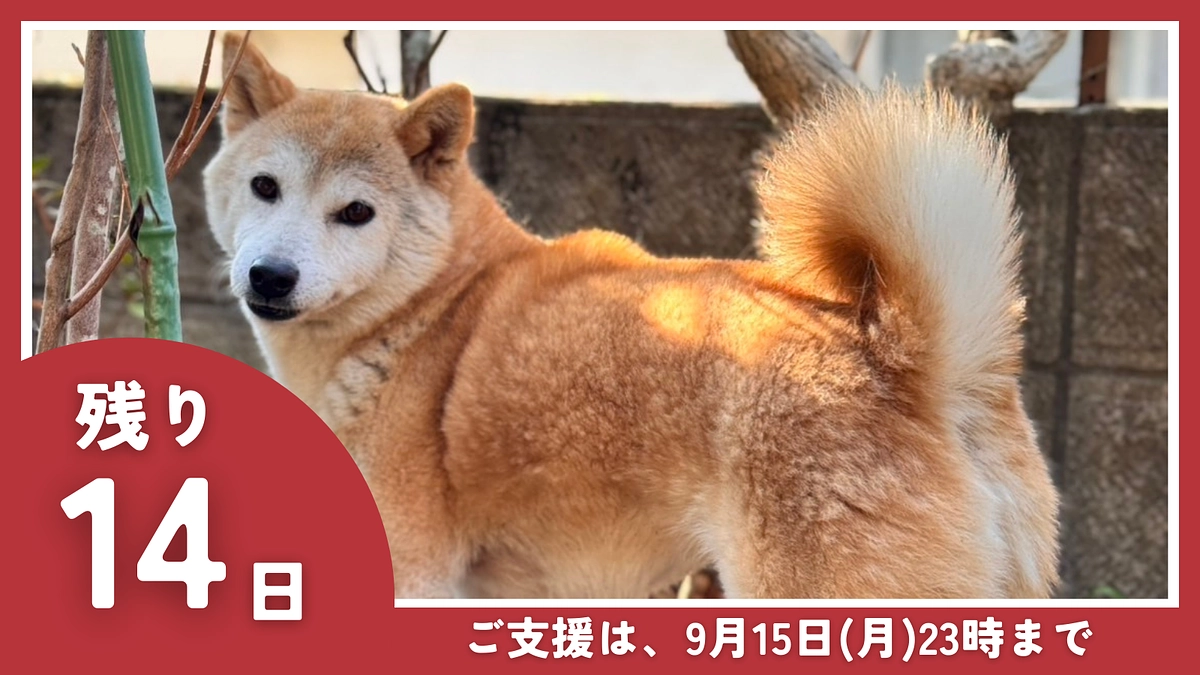 【残り14日】ここまでのご支援と応援本当にありがとうございます！