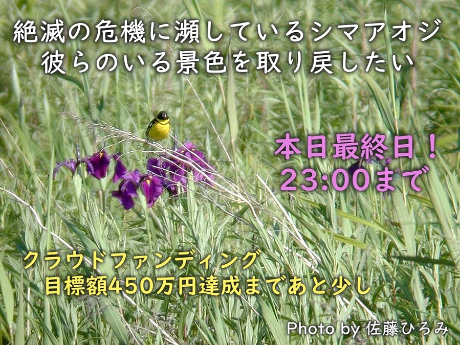 【本日最終日 あと8時間】目標額まであと24万円　シマアオジのいる景色を取り戻したい