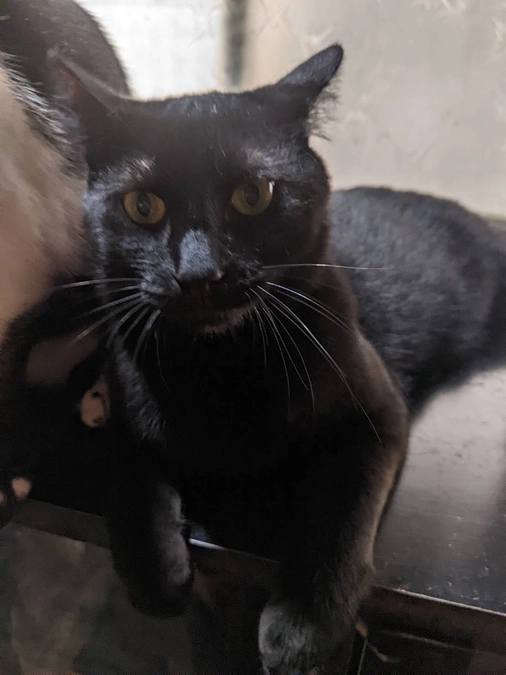 多頭飼育崩壊現場レスキューした成猫兄妹、明日からトライアル開始！昴、未来、頑張るんだよ！