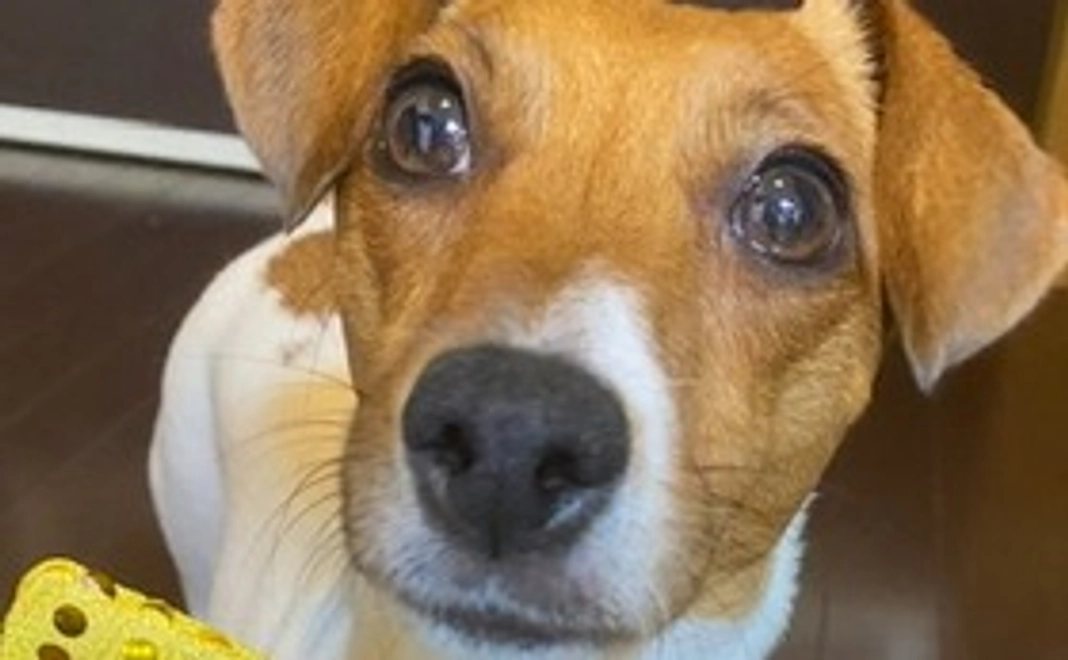 頑張れ！サラン①