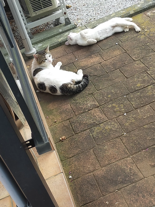 まだ見つからないハチワレママの子猫３匹