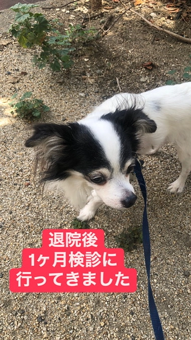 退院後1ヶ月の検診に行ってきました