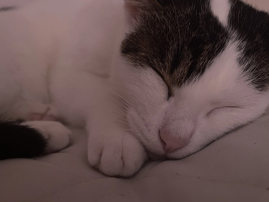 ご支援、応援コメントありがとうございます！