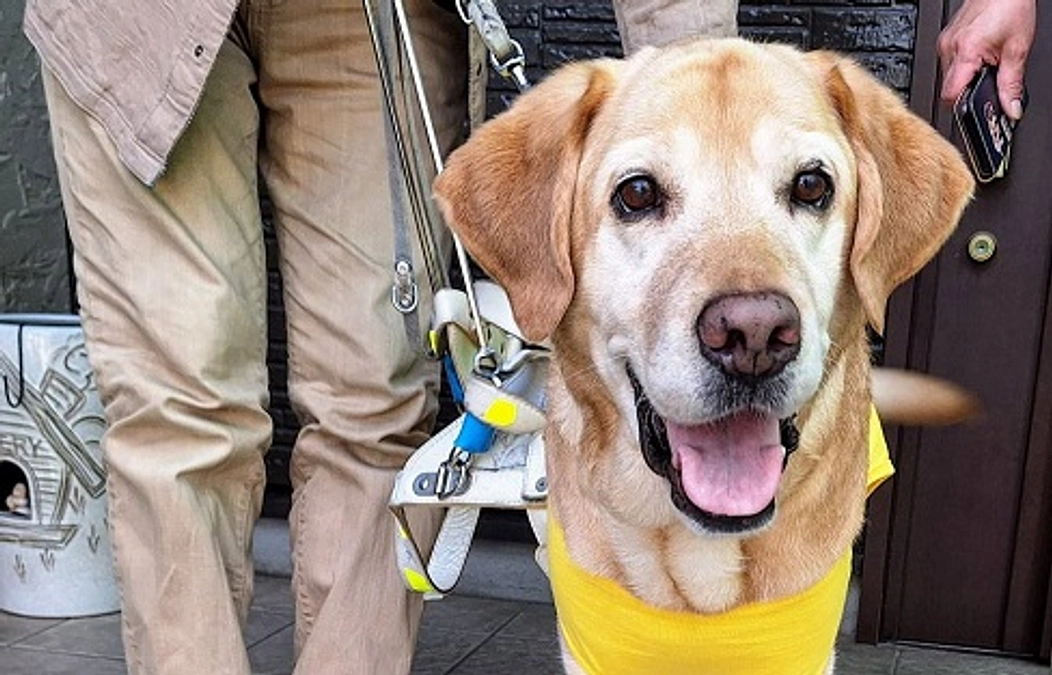 盲導犬の引退(2024/04/08）