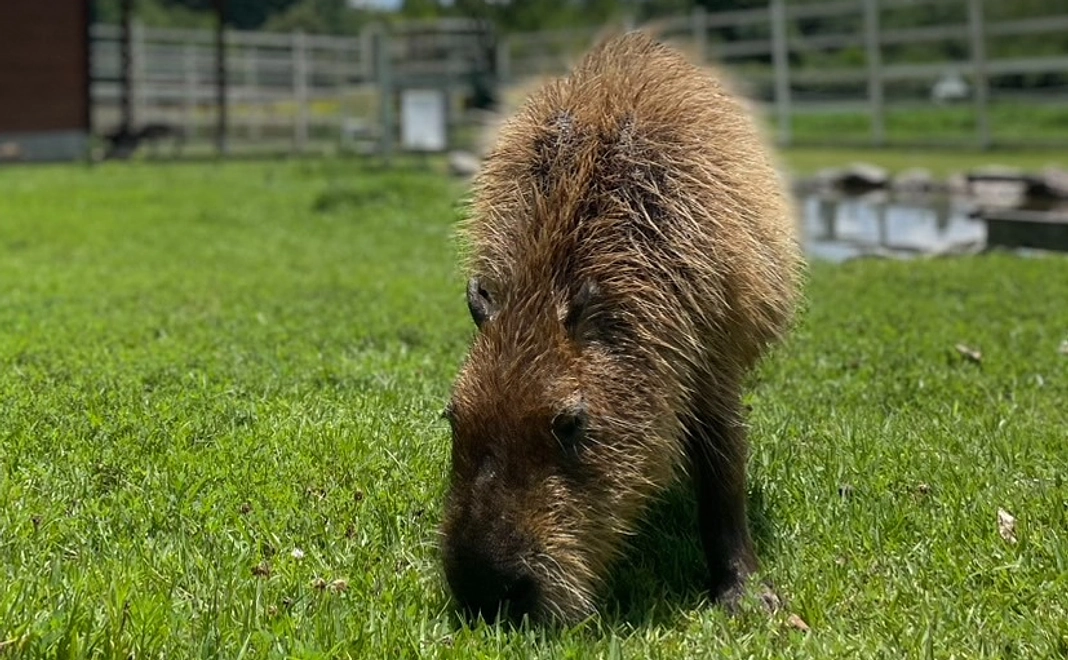 感謝のカピ便り　1,000