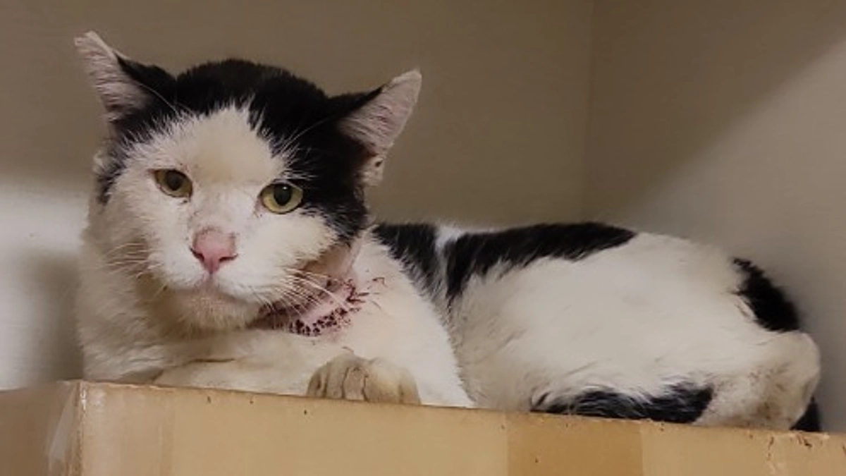 【終了まで残り20日！】頬を怪我した猫エイズの猫を保護。まずはゆっくり傷を治そうね。