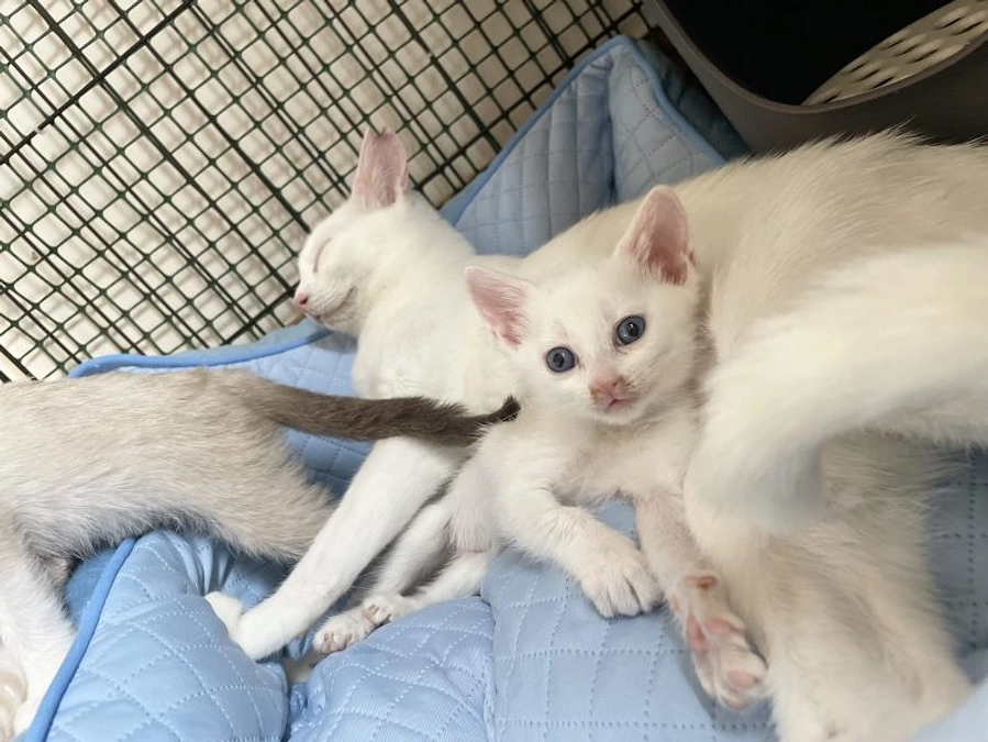 【緊急支援基金の寄付使途レポート】『特定非営利活動法人 動物愛護団体LYSTA』にお届けしました