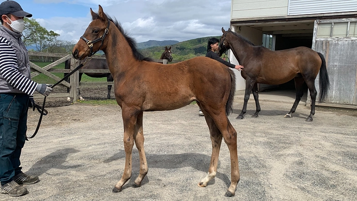 半世紀に渡るサラブレッドの血脈を次世代に繋ぎたい