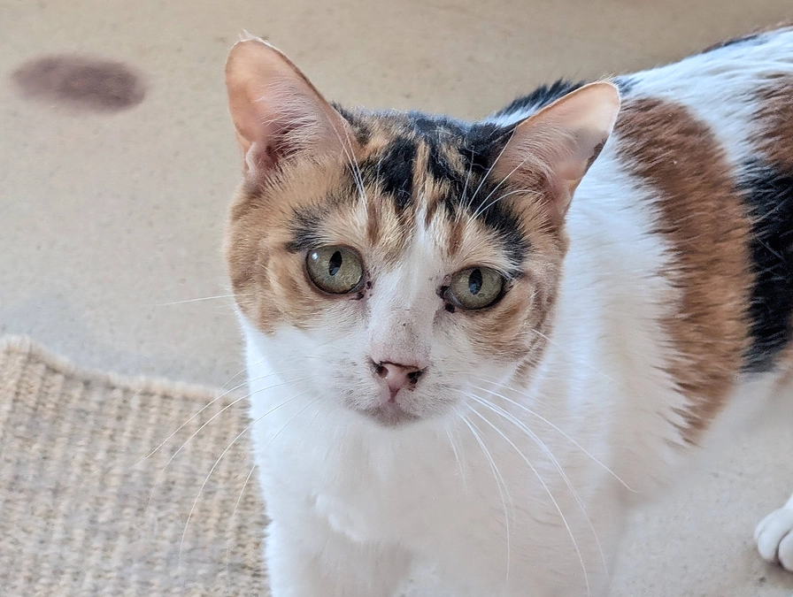 【終了まで12時間】ここまで応援してくださった方々へ。心からの感謝を！！！