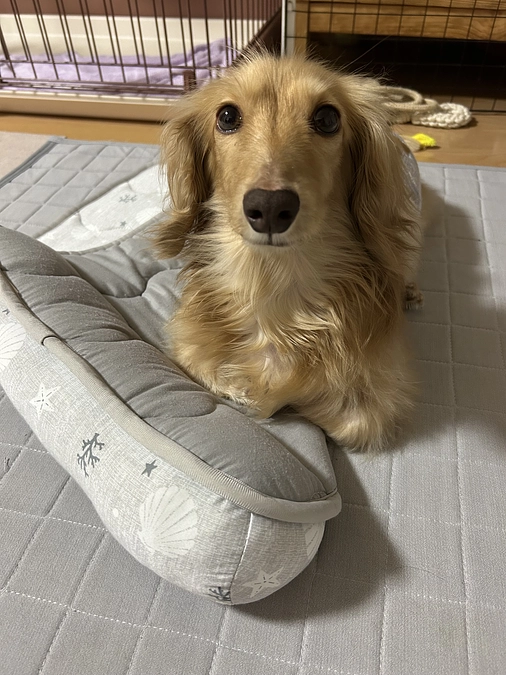 最近のLeiくんと血液検査