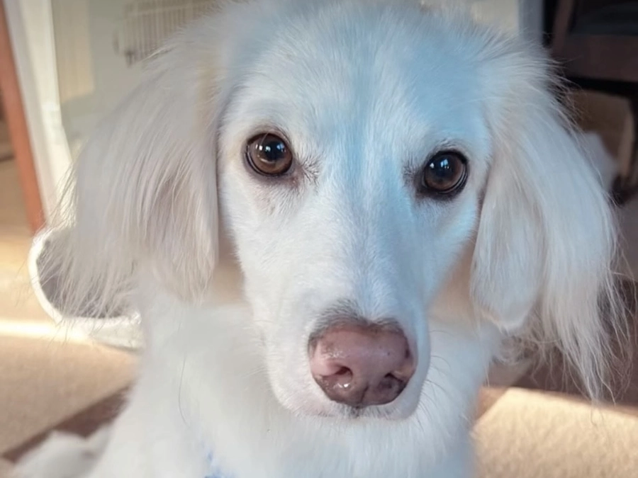 里親さまからのメッセージ　ハウルのご家族より