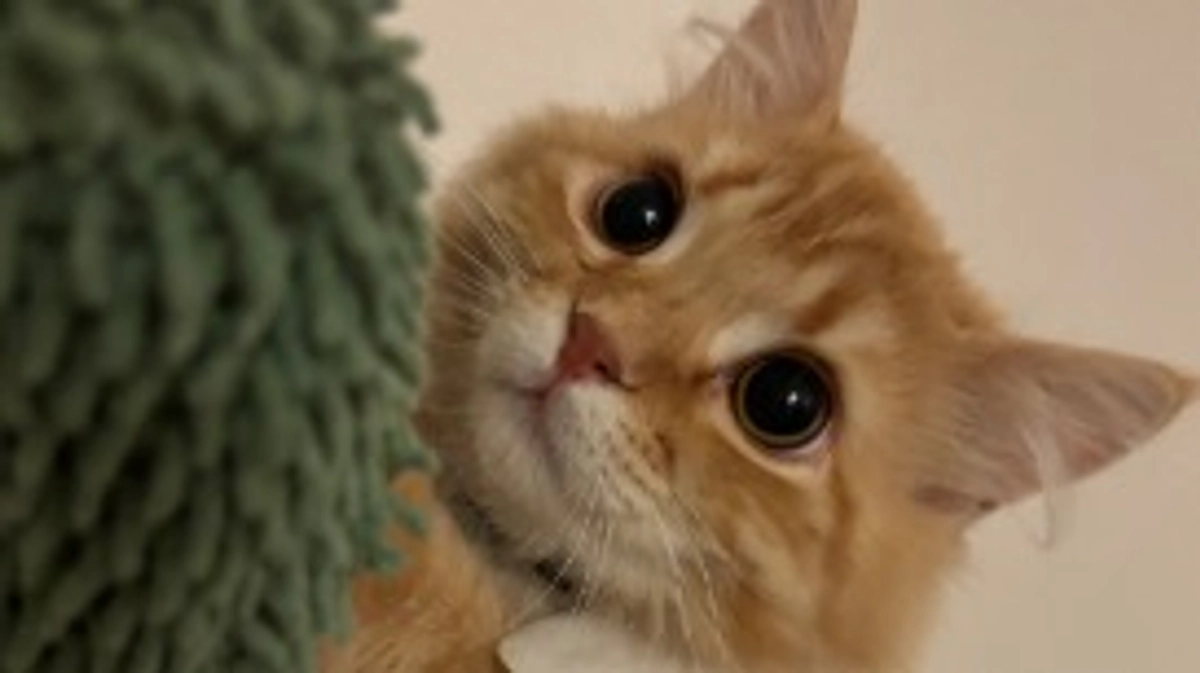 ありがとうございます