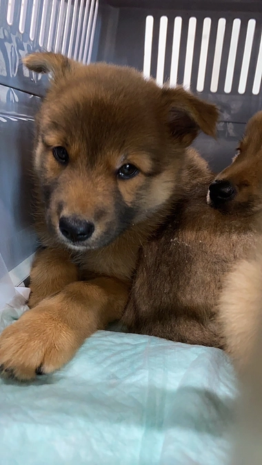 本日７つの命の保護