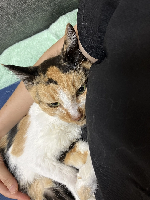 引っ越し置き去り猫のさくらちゃん　旅立ちました