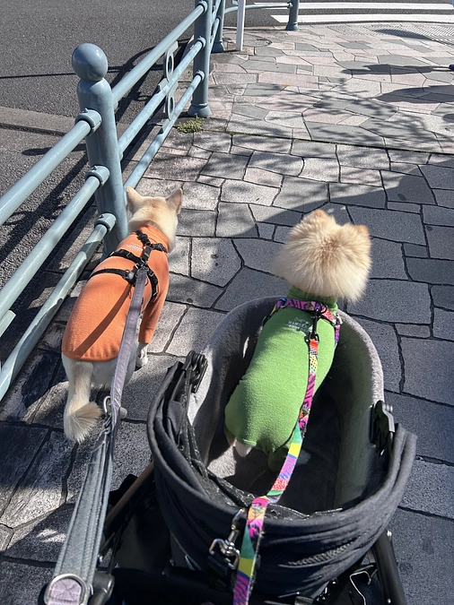 34/59 ☆ 僕のカートのこと