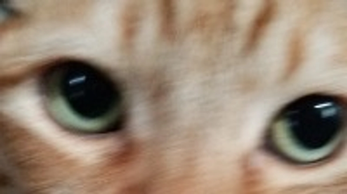 チャーの酸素ハウス