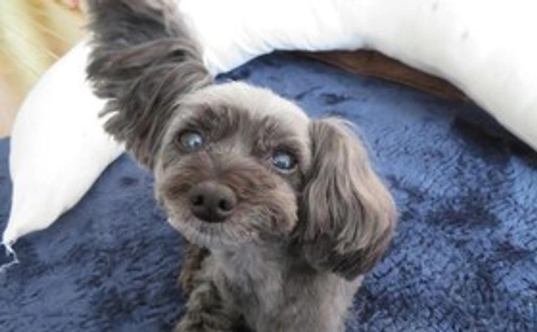 ピースへのご支援②