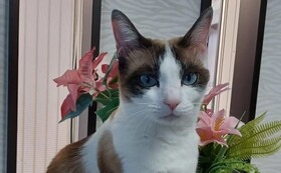 シャディ保護猫ハウスを全力で応援!3,000円